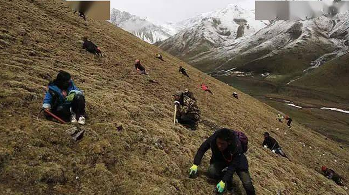 冬蟲夏草都是野生的嗎？探尋其生長的奧秘