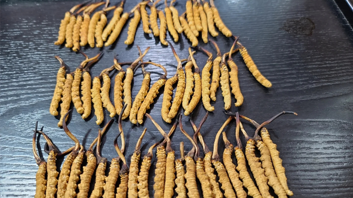 冬蟲夏草吃的真的有用嗎