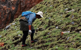 冬蟲夏草什么時候采挖？最佳采挖時節(jié)與科學(xué)依據(jù)
