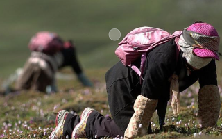 冬蟲(chóng)夏草：雪域珍寶的功效與食用之道