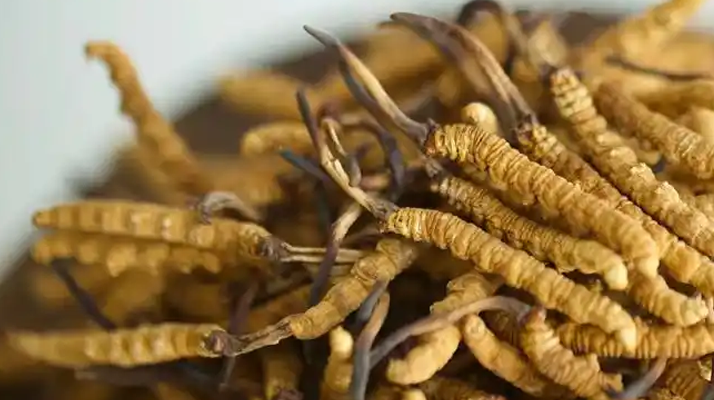 冬蟲夏草特級多少錢一克？多因素交織下的價(jià)格探秘