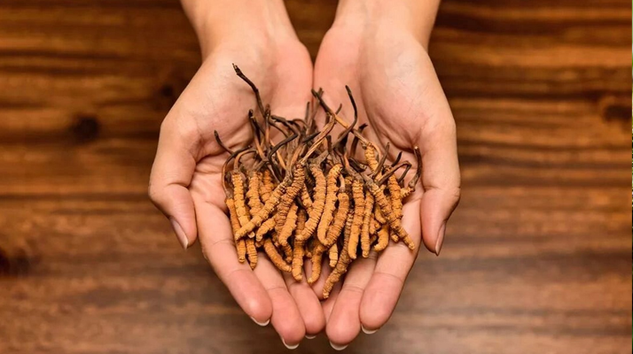 冬蟲夏草怎么食用效果好？掌握這些方法發(fā)揮最大功效
