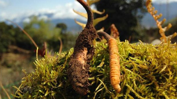 如何挑選新鮮冬蟲夏草？掌握這幾個關(guān)鍵要點