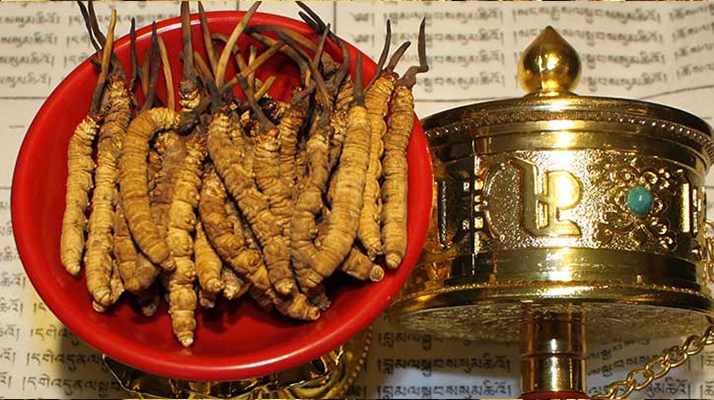 <a href=http://www.baduowang.com/gongxiao/ target=_blank class=infotextkey><a href=http://www.baduowang.com/gongxiao/ target=_blank class=infotextkey><a href=http://www.baduowang.com/yangsheng/ target=_blank class=infotextkey>冬蟲夏草的功效</a></a></a>解析：傳統(tǒng)珍寶的現(xiàn)代價(jià)值