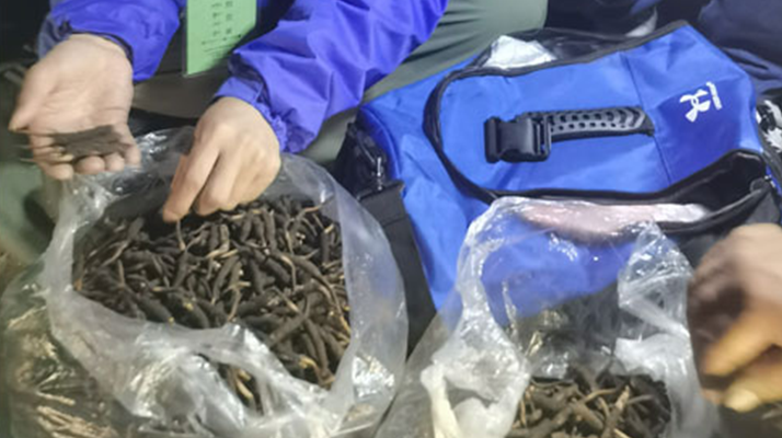 <a href=http://www.baduowang.com/xinxian/ target=_blank class=infotextkey>新<a href=http://www.baduowang.com/xinxian/ target=_blank class=infotextkey>鮮冬蟲夏草</a></a>的正確食用指南