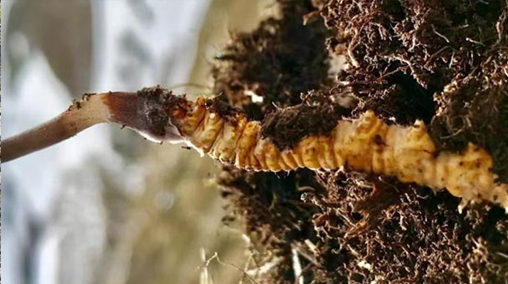 <a href=http://www.baduowang.com/xinxian/ target=_blank class=infotextkey>新<a href=http://www.baduowang.com/xinxian/ target=_blank class=infotextkey>鮮冬蟲夏草</a></a>干刷技巧全解析