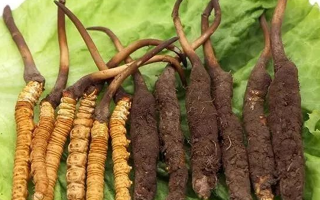 吃新鮮冬蟲夏草后拉肚子？原因與應(yīng)對方法解析