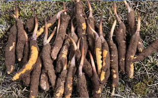 冬蟲夏草燉新鮮白木耳：滋補與清潤的完美融合