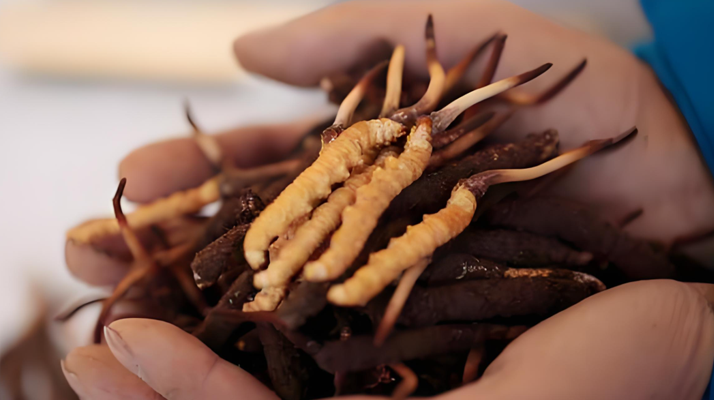 小孩可以喝冬蟲夏草嗎？科學(xué)看待兒童滋補(bǔ)問題