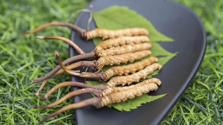 新鮮松茸冬蟲夏草怎么吃？滋補(bǔ)雙珍的美味搭配指南