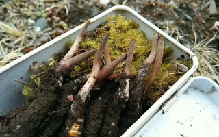 冬蟲(chóng)夏草怎么辨別養(yǎng)殖的？掌握 5 大鑒別要點(diǎn)