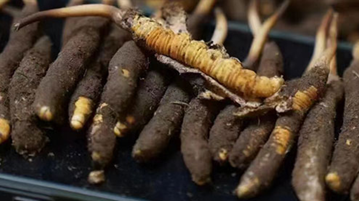 冬蟲夏草適合哪些人群？精準(zhǔn)滋補指南