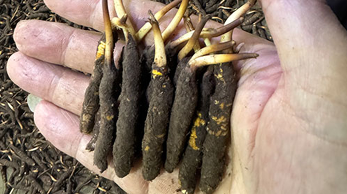 冬蟲夏草干草真假辨別實(shí)用指南