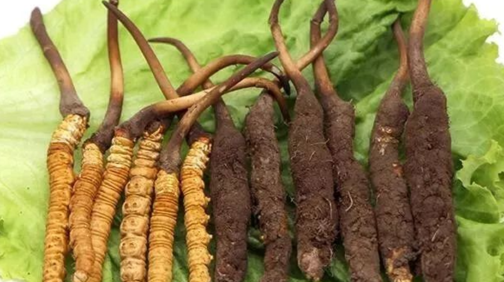 新鮮那曲冬蟲(chóng)夏草價(jià)格揭秘