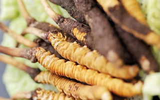 冬蟲夏草適合產(chǎn)后婦女嗎？科學(xué)滋補(bǔ)與恢復(fù)指南