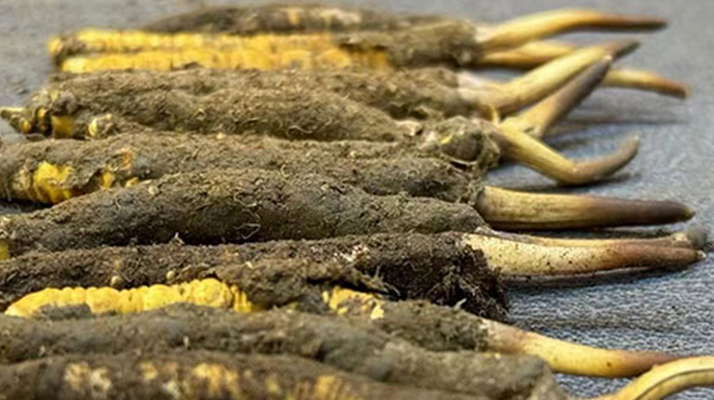 一根鮮<a href=http://www.baduowang.com/jiage/ target=_blank class=infotextkey>冬蟲夏草多少錢</a>？影響價格的核心因素解析