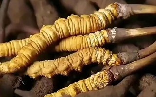 吃了冬蟲夏草有什么好處？全方位滋補(bǔ)價(jià)值解析