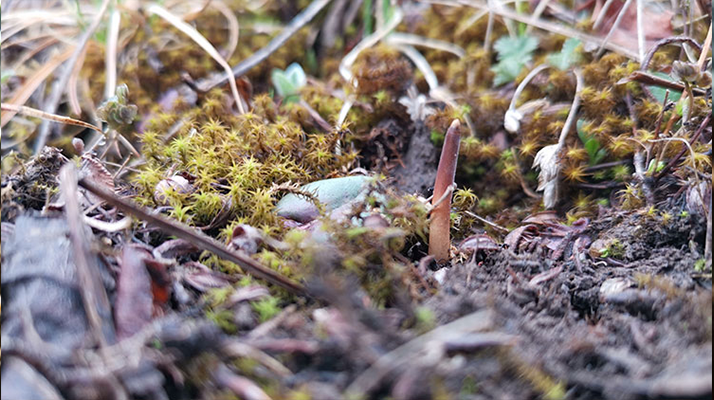 冬蟲(chóng)夏草：跨越兩界的生命奇珍