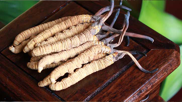 冬蟲夏草干嚼效果好嗎