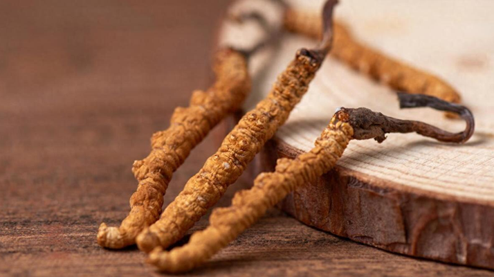 吃冬蟲夏草的好處有哪些？科學(xué)解讀這株"雪山黃金"的養(yǎng)生價(jià)值