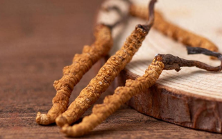 吃冬蟲夏草的好處有哪些？科學(xué)解讀這株"雪山黃金"的養(yǎng)生價值