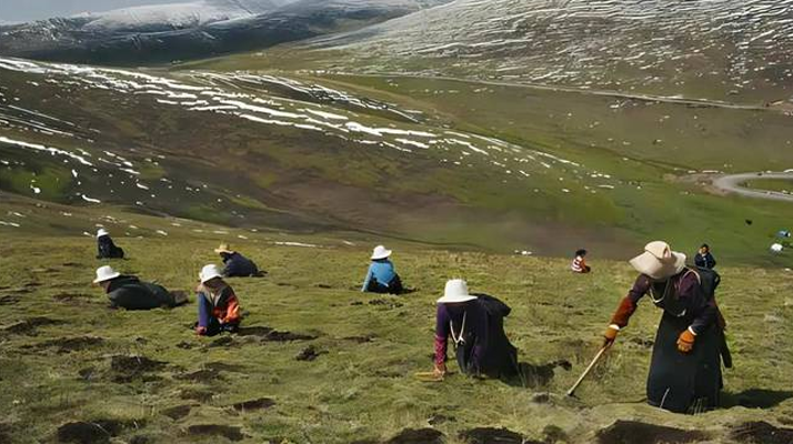 西藏鮮冬蟲夏草<a href=http://www.baduowang.com/ target=_blank class=infotextkey><a href=http://www.baduowang.com/s/nqcc/ target=_blank class=infotextkey>那曲蟲草</a></a>