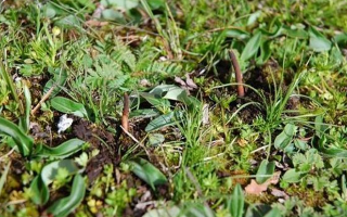 鮮草冬蟲(chóng)夏草一根多少錢