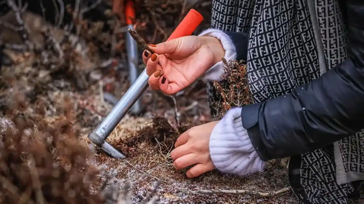 冬蟲(chóng)夏草產(chǎn)地哪些地區(qū)