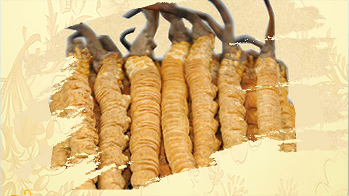 冬蟲夏草藥用價(jià)值很高嗎