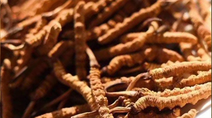 野生<a href=http://www.baduowang.com/jiage/ target=_blank class=infotextkey>冬蟲夏草多少錢</a>一克