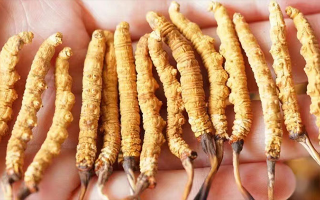 冬蟲(chóng)夏草買多少錢一斤