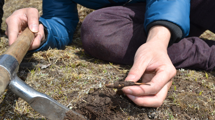 怎樣鑒別<a href=http://www.baduowang.com/tag/6.html target=_blank class=infotextkey>冬蟲夏草的產(chǎn)地</a>