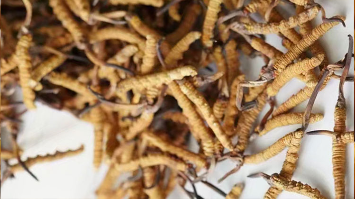 天然<a href=http://www.baduowang.com/jiage/ target=_blank class=infotextkey>冬蟲夏草多少錢</a>一克