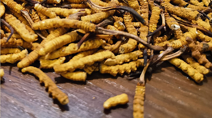冬蟲(chóng)夏草的價(jià)位是多少