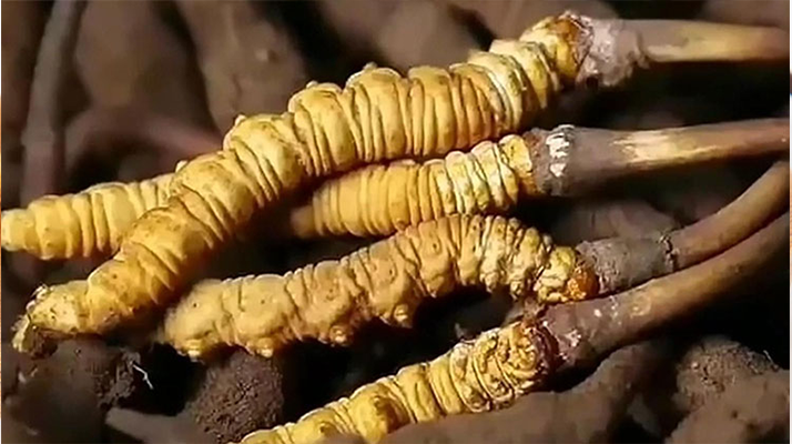 <a href=http://www.baduowang.com/ target=_blank class=infotextkey><a href=http://www.baduowang.com/s/nqcc/ target=_blank class=infotextkey>那曲蟲草</a></a>展銷會(huì)暨巴青采集體驗(yàn)活動(dòng)啟幕