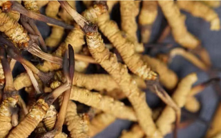 冬蟲夏草一斤多少條