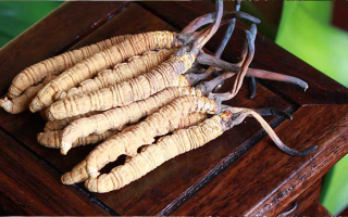 地方上如何買(mǎi)冬蟲(chóng)夏草