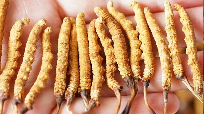 特級(jí)冬蟲(chóng)夏草多少一克