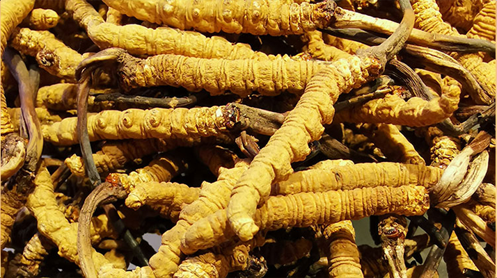 一斤冬蟲(chóng)夏草價(jià)格是多少