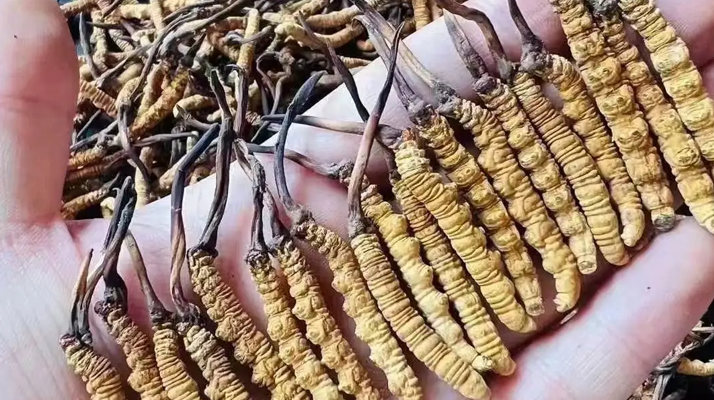 冬蟲(chóng)夏草的成分解析：揭秘其滋補(bǔ)價(jià)值的物質(zhì)基礎(chǔ)