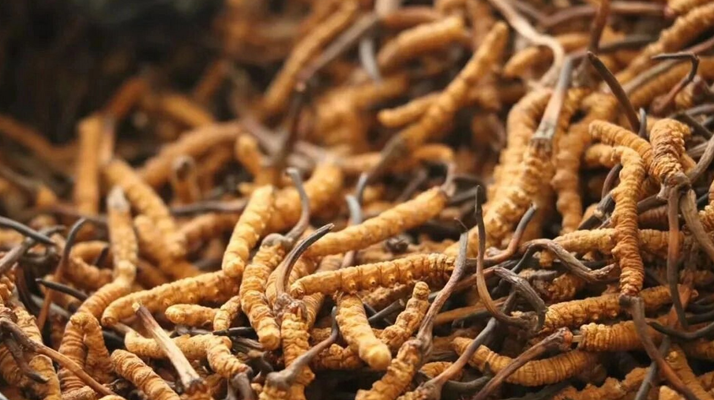 冬蟲夏草服用的五個(gè)常見誤區(qū)，很多人都中招了！