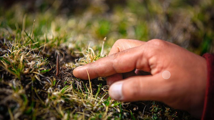 冬蟲(chóng)夏草怎么找？自然采挖與市場(chǎng)獲取全指南