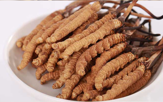 認(rèn)清假冬蟲夏草：常見類型、鑒別方法與避坑指南