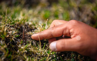 冬蟲(chóng)夏草怎么找？自然采挖與市場(chǎng)獲取全指南