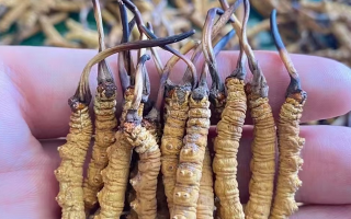 一盒冬蟲夏草多少錢？從規(guī)格到定位的價格解析