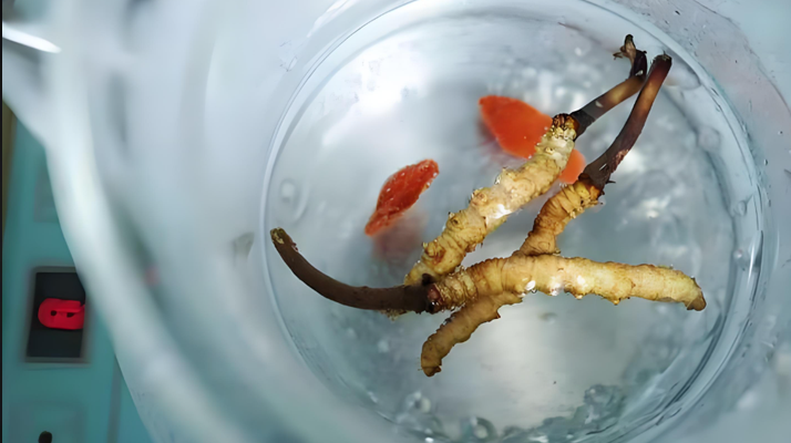 人參冬蟲(chóng)夏草枸杞泡酒：古法釀就的滋補(bǔ)佳釀