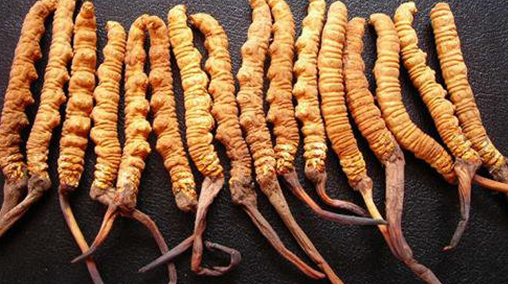 深圳冬蟲夏草價格指南：一克多少錢？