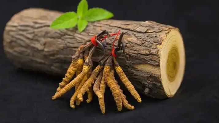 冬蟲夏草一開始長什么樣？從幼蟲到蟲草雛形的生長歷程