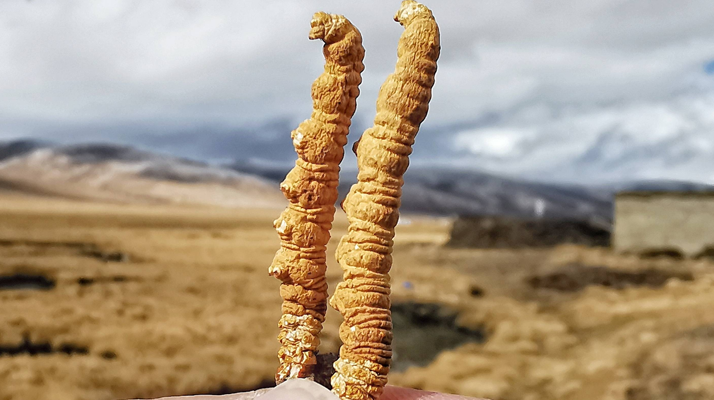 冬蟲(chóng)夏草干了之后什么樣？