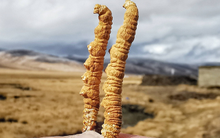 冬蟲(chóng)夏草干了之后什么樣？從外觀到特性全解析